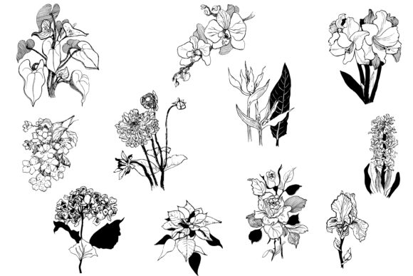 35个黑白手绘花卉植物矢量插画素材合集