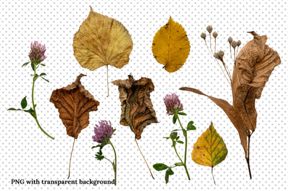 秋天森林元素场景创高清精美图片素材