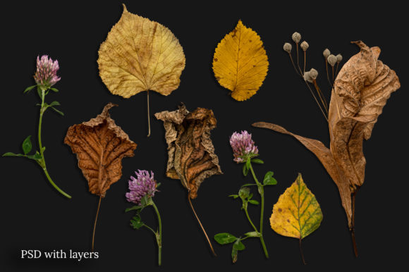 秋天森林元素场景创高清精美图片素材