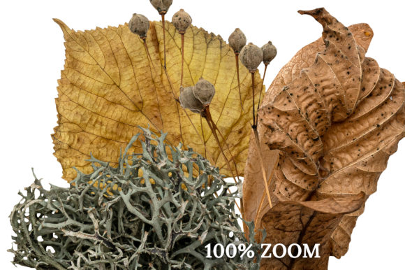 秋天森林元素场景创高清精美图片素材