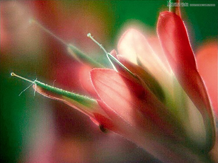 巧用PS混合模式调出花朵人像曝光效果