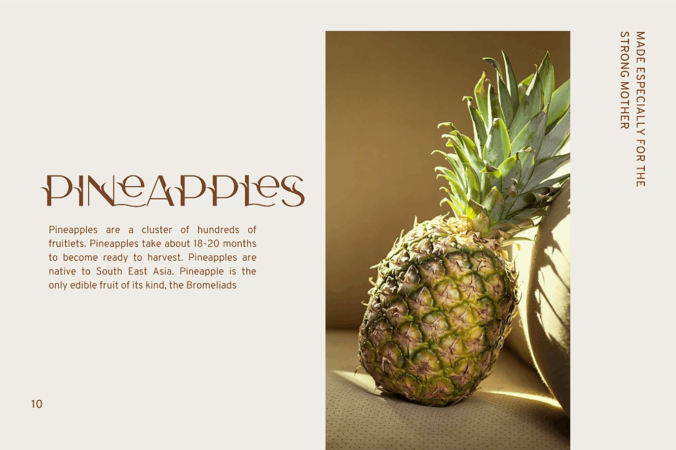 一组独特花朵植物树叶英文字体Camelia Sans