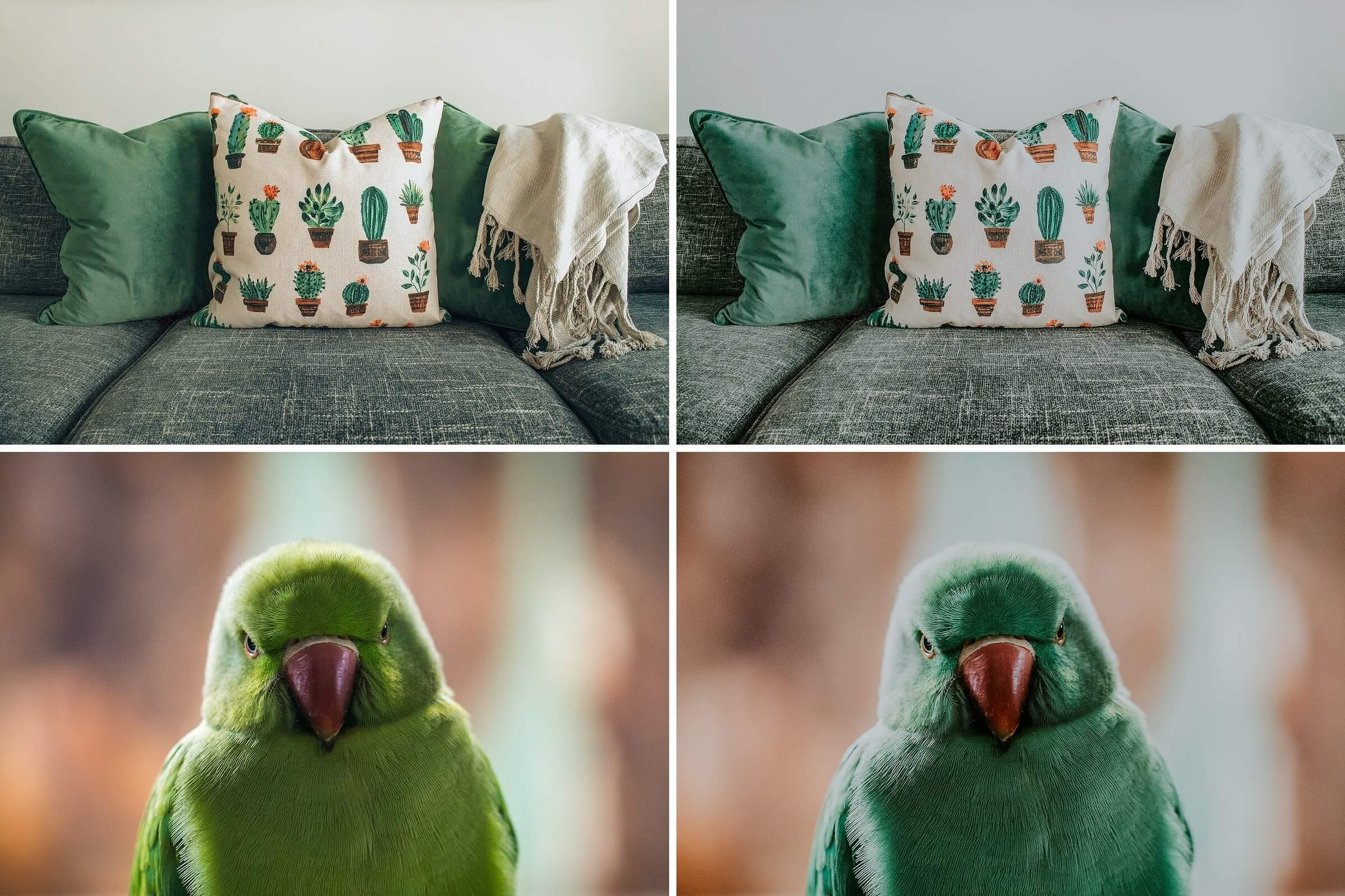 100个清新自然的绿色色调LR照片预设滤镜