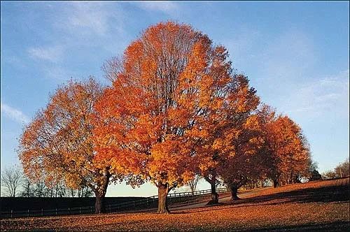 用PS扣出繁密的树枝