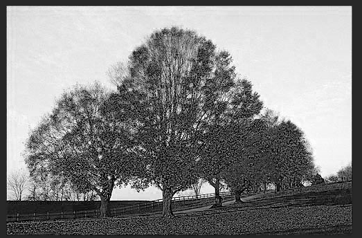 用PS扣出繁密的树枝