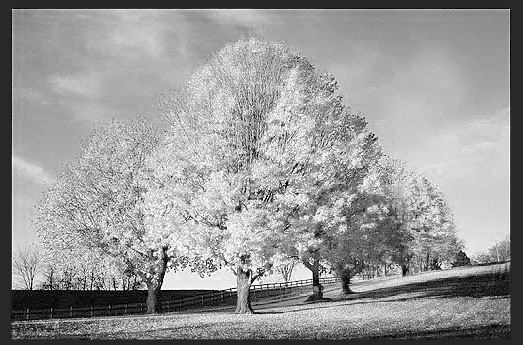 用PS扣出繁密的树枝