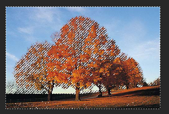 用PS扣出繁密的树枝