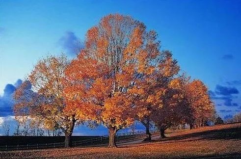 用PS扣出繁密的树枝