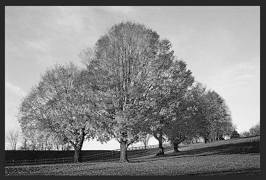 用PS扣出繁密的树枝