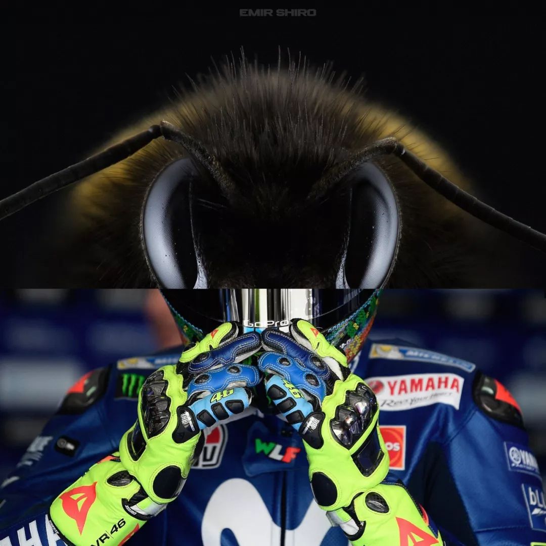 PS大神！老虎的屁股你还摸不摸？！