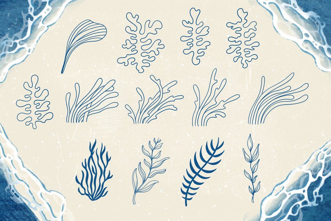 贝壳和海洋元素主题Procreate图案笔刷素材