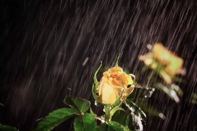 下雨天也能拍大片!这个拍照思路成片太有意境