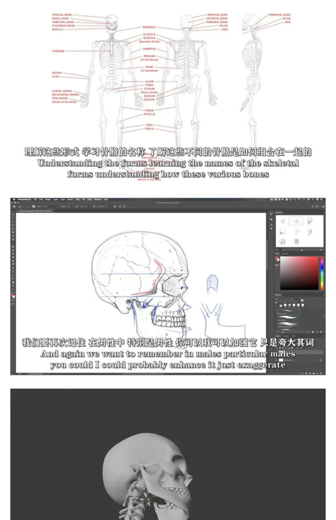 画人先画骨！跟着大神快速学习掌握人体骨骼套路的技巧