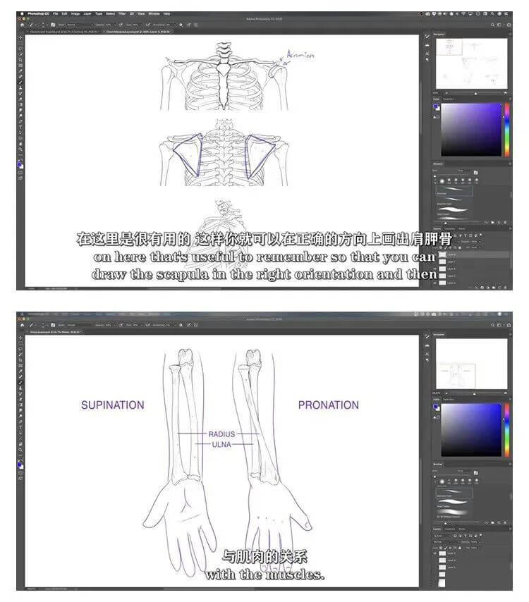 画人先画骨！跟着大神快速学习掌握人体骨骼套路的技巧