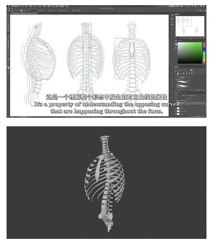 画人先画骨！跟着大神快速学习掌握人体骨骼套路的技巧