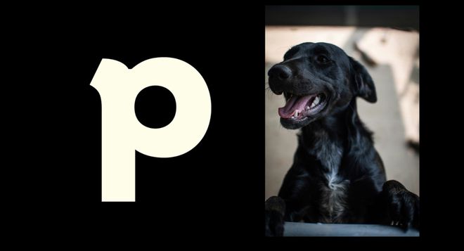 美国Petnology宠物健康产品品牌设计