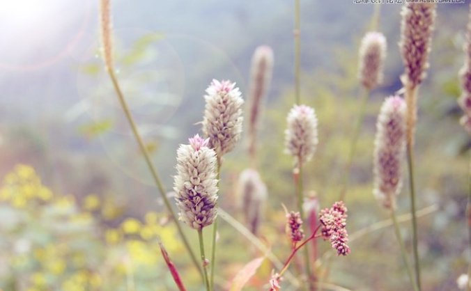 PS将景色图片调出太阳光晕效果