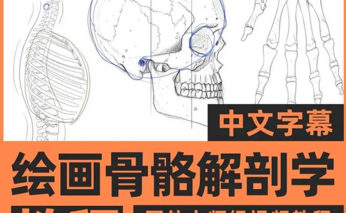 画人先画骨!跟着大神快速学习掌握人体骨骼套路的技巧